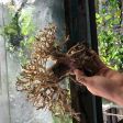 Bonsai 30cm