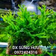 Dương xỉ sừng hươu