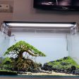 Bonsai 2 tán