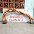 CÂY LỦA 23