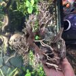 Bonsai 23cm