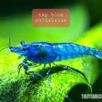 TÉP BLUE