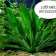 Lưỡi mèo 
