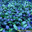 Nana peti ngọn lớn