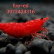 TÉP FIRE RED