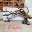 CÂY LỦA 22