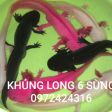 CÁ KHỦNG LUNG 6 SỪNG