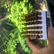 Bio digest vi sinh sống