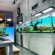 Đèn week ARK pro A430