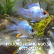 CÁ PHƯỢNG HOÀNG NGŨ SẮC