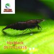 TÉP BLACK