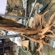 Bonsai nhất trụ  soắn 