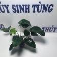 Trầu lá đại