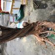 Bonsai nhất trụ  soắn 