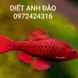 CÁ DIẾT ANH ĐÀO