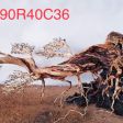 Rấy lá tròn 