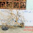 CÂY LỦA 12