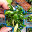 Lưỡi hổ mini 