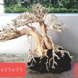 CÂY LỦA 5