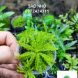 Sao nhỏ 