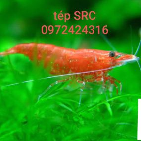 0d7fbaa0b89047ce1e81109-3555.jpg