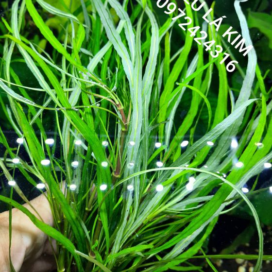 Liễu lá kim 
