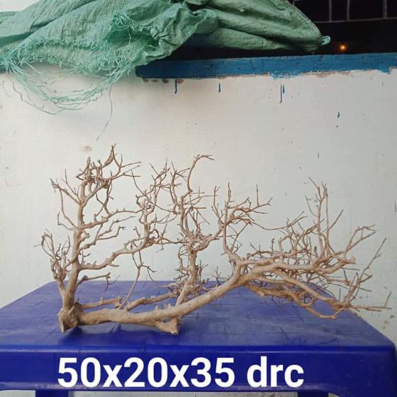 CÂY LỦA 33