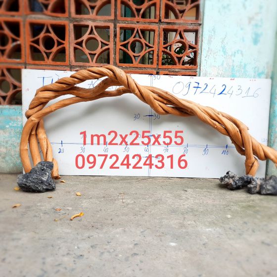 CÂY LỦA 23