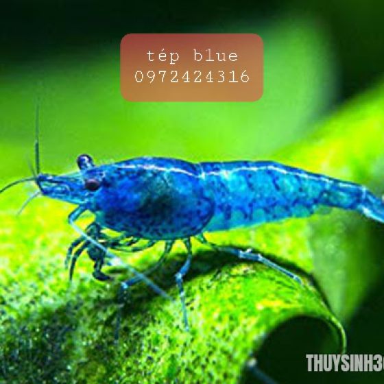 TÉP BLUE