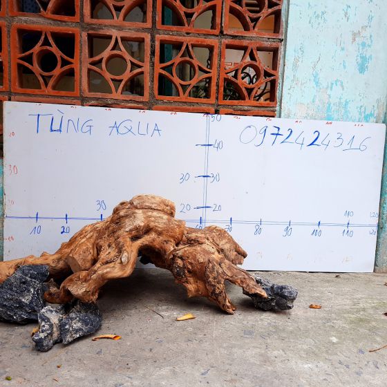 CÂY LỦA 27