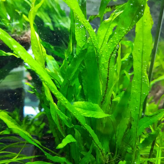 Dương xỉ petty