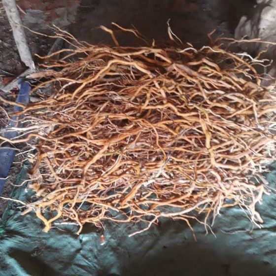 Rễ cứng