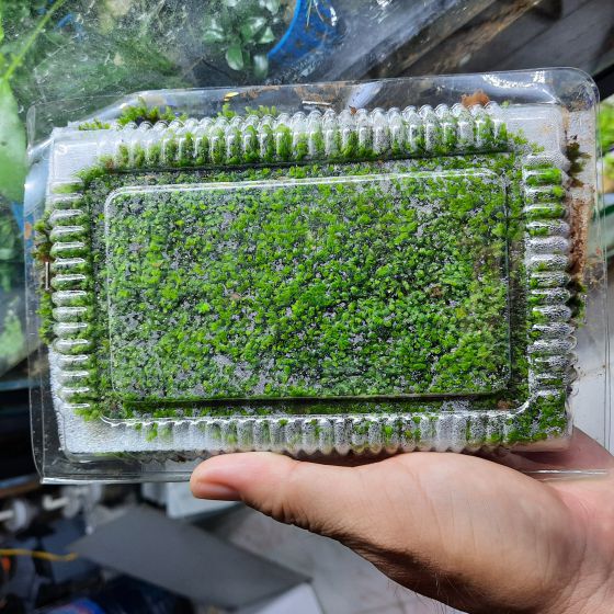Rêu minifiss nước