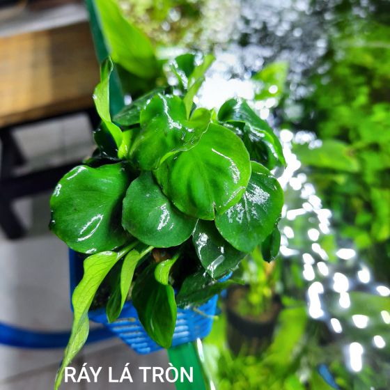 Rấy lá tròn 