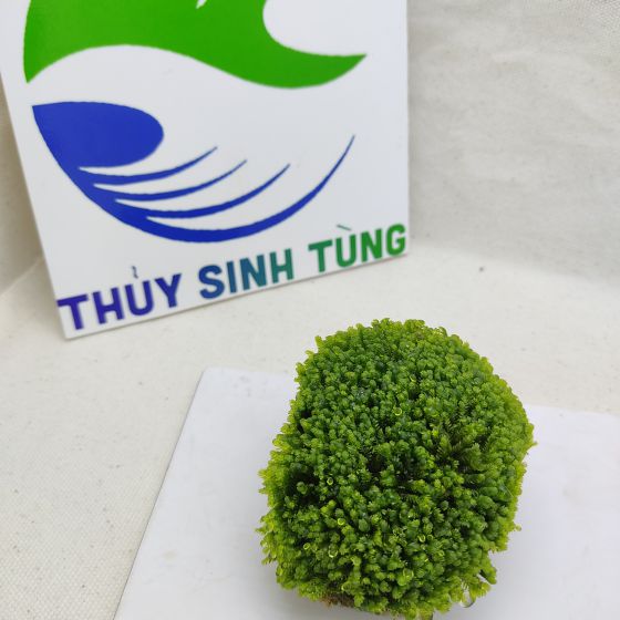 Minifiss đá cục