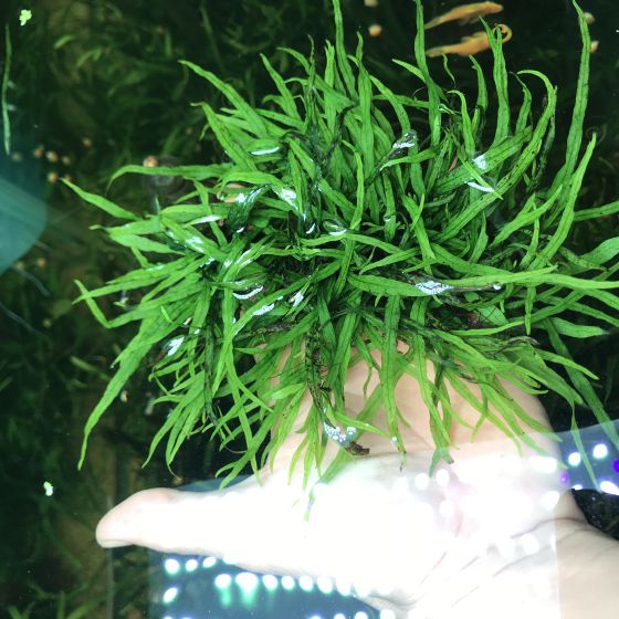 Dương xỉ lá kim mini 