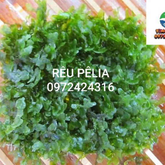 Rêu pêlia  vĩ 
