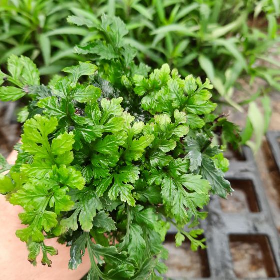 Dương xỉ châu phi