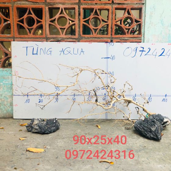CÂY LỦA 32