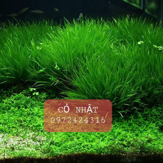 Cỏ nhật 
