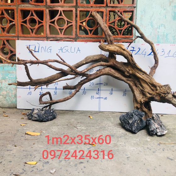 CÂY LỦA 22