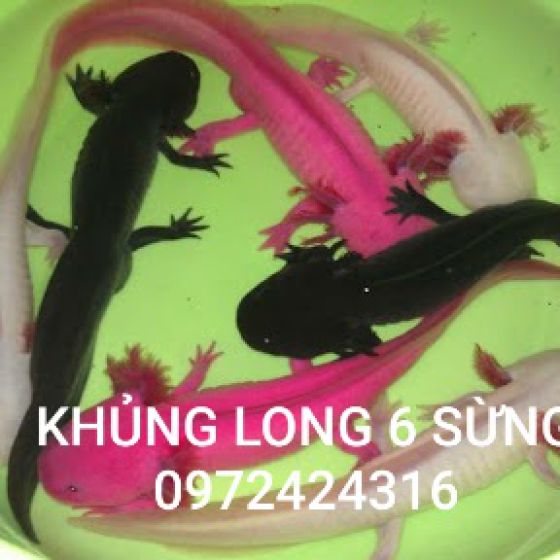 CÁ KHỦNG LUNG 6 SỪNG