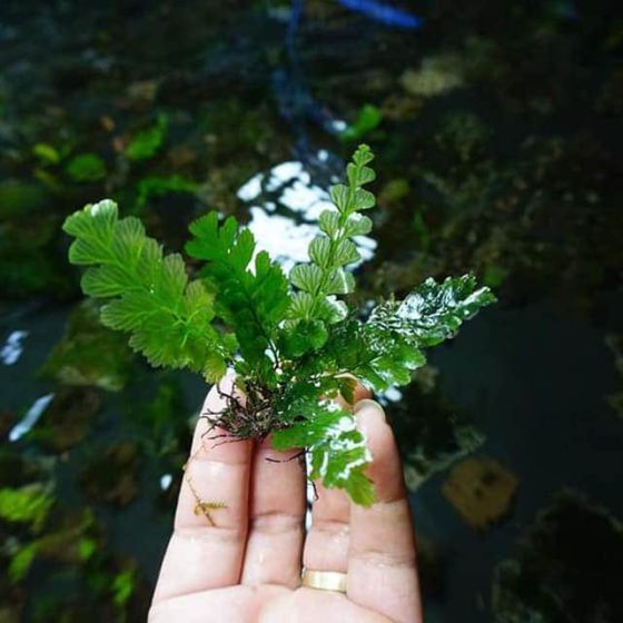 Dương xỉ lá me nước 