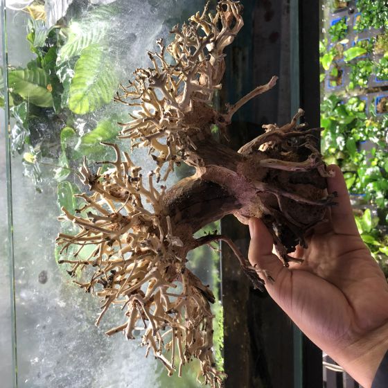 Bonsai 30cm