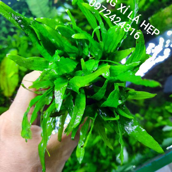 Dương xỉ lá hẹp
