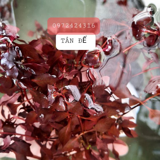 Tân đế tài hồng 