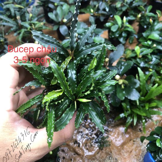 Bucep chậu 