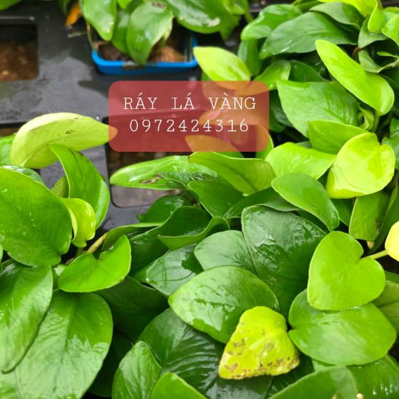 Rấy lá vàng 