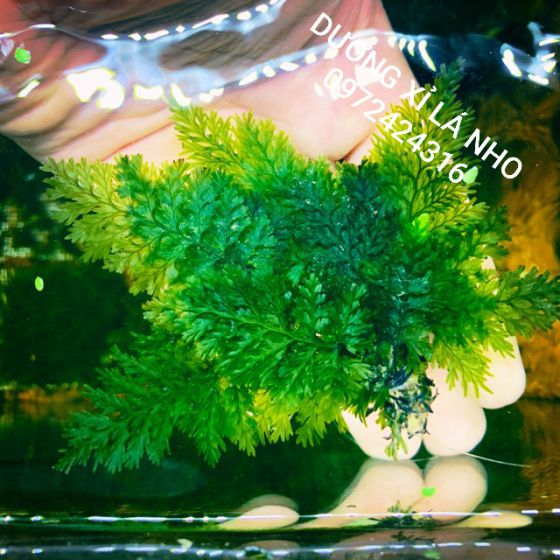 Dương Xỉ lá nho 