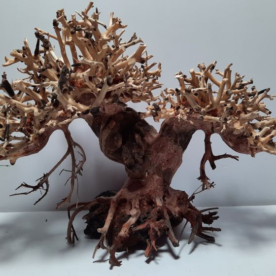 Bonsai 2 tán